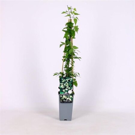 Clematis vitalba (klein wit) 70 cm vierkant 2L - afbeelding 3
