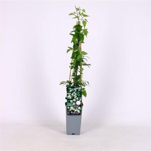 Clematis vitalba (klein wit) 70 cm vierkant 2L - afbeelding 3