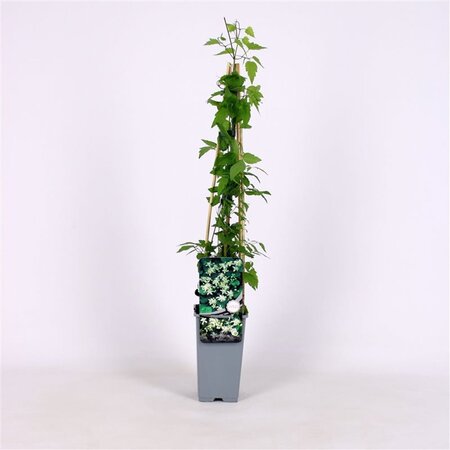 Clematis vitalba (klein wit) 70 cm vierkant 2L - afbeelding 4