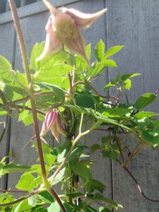 Clematis I AM RED ROBIN 'Zorero' 70 cm vierkant 2L