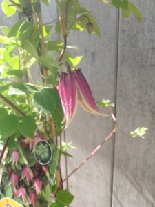 Clematis I AM RED ROBIN 'Zorero' 70 cm vierkant 2L - afbeelding 2