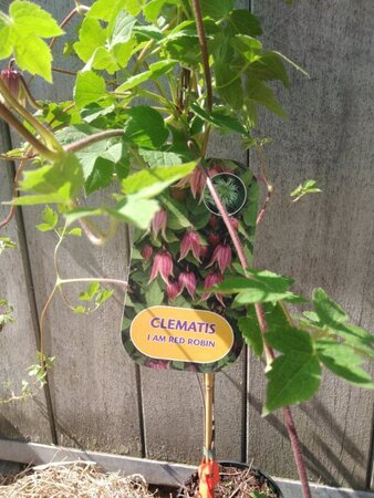 Clematis I AM RED ROBIN 'Zorero' 70 cm vierkant 2L - afbeelding 3