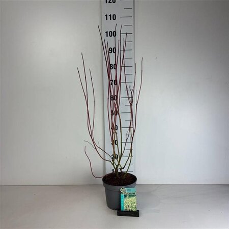 Cornus alba 'Aurea' 60-80 cm cont. 3,5L