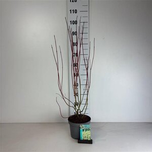 Cornus alba 'Aurea' 60-80 cm cont. 3,5L