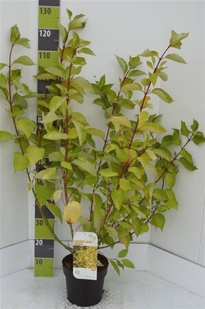 Cornus alba 'Aurea' 80-100 cm cont. 7,5L - afbeelding 1