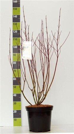 Cornus alba 'Aurea' 80-100 cm cont. 7,5L - afbeelding 2