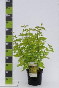 Cornus alba 'Aurea' 80-100 cm cont. 7,5L - afbeelding 4