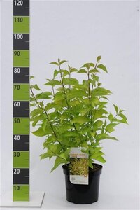 Cornus alba 'Aurea' 80-100 cm cont. 7,5L - afbeelding 5