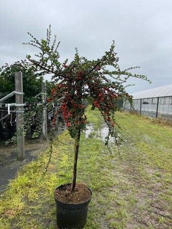 Cotoneaster apiculatus 'Blackburn' 90-100 cm cont. 10L - afbeelding 1