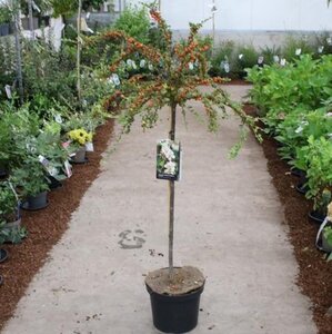 Cotoneaster apiculatus 'Blackburn' 90-100 cm cont. 10L - afbeelding 2