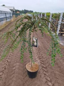 Cotoneaster apiculatus 'Blackburn' 90-100 cm cont. 10L - afbeelding 3