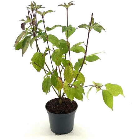 Cornus alba 'Baton Rouge' 50-60 cm cont. 3,0L - afbeelding 2