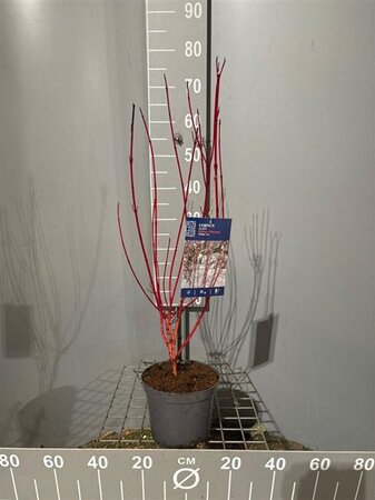 Cornus alba 'Baton Rouge' 50-60 cm cont. 3,0L - afbeelding 1