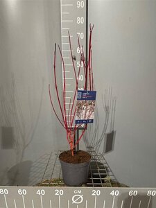 Cornus alba 'Baton Rouge' 50-60 cm cont. 3,0L