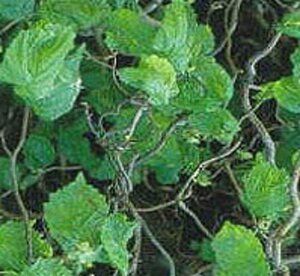 Corylus a. 'Contorta' 100-125 cm cont. 15L