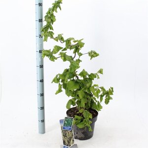 Corylus a. 'Contorta' 60-70 cm cont. 5,0L