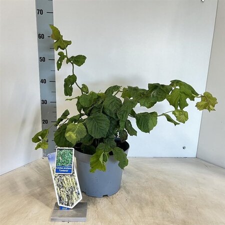 Corylus a. 'Contorta' 60-70 cm cont. 5,0L - afbeelding 2