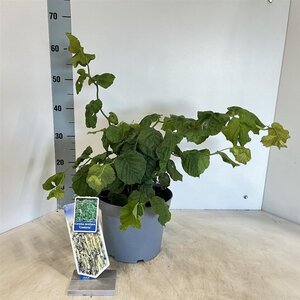 Corylus a. 'Contorta' 60-70 cm cont. 5,0L - afbeelding 2