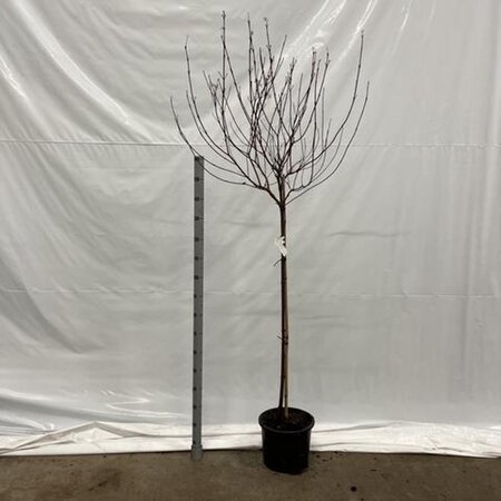 Cornus alba 'Elegantissima' 120 cm stam cont. 12L