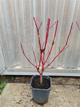 Cornus alba 'Elegantissima' 40-60 cm cont. 2,0L - afbeelding 1