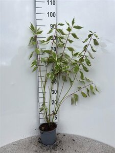 Cornus alba 'Elegantissima' 40-60 cm cont. 2,0L - afbeelding 5