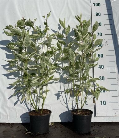 Cornus alba 'Elegantissima' 40-60 cm cont. 2,0L - afbeelding 4