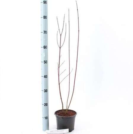 Cornus alba 'Elegantissima' 40-60 cm cont. 2,0L - afbeelding 3
