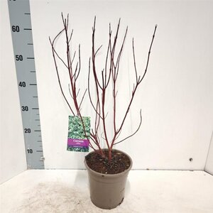 Cornus alba 'Elegantissima' 40-60 cm cont. 2,0L - afbeelding 6