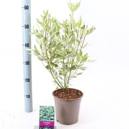 Cornus alba 'Elegantissima' 40-60 cm cont. 2,0L - image 2