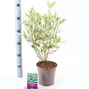 Cornus alba 'Elegantissima' 40-60 cm cont. 2,0L - image 2