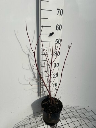 Cornus alba 'Elegantissima' 60-80 cm cont. 3,0L - afbeelding 3