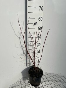 Cornus alba 'Elegantissima' 60-80 cm cont. 3,0L - afbeelding 3