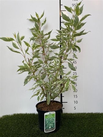 Cornus alba 'Elegantissima' 60-80 cm cont. 3,0L - afbeelding 3