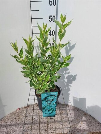 Cornus alba 'Elegantissima' 80-100 cm cont. 3,0L