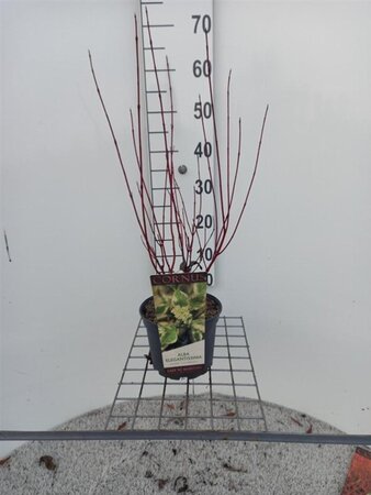 Cornus alba 'Elegantissima' 80-100 cm cont. 3,0L