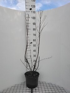Cornus alba 'Gouchaultii' 100-125 cm cont. 7,5L - afbeelding 1