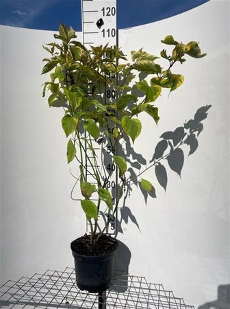 Cornus alba 'Gouchaultii' 100-125 cm cont. 7,5L - afbeelding 2