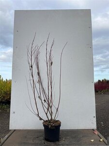 Cornus alba 'Gouchaultii' 100-125 cm cont. 7,5L - afbeelding 2