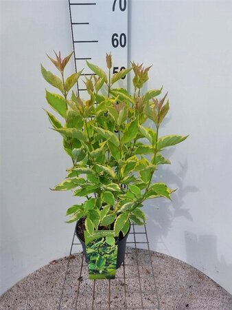 Cornus alba 'Gouchaultii' 60-80 cm cont. 3,0L - afbeelding 1