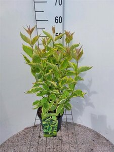 Cornus alba 'Gouchaultii' 60-80 cm cont. 3,0L