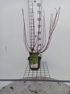Cornus alba 'Gouchaultii' 60-80 cm cont. 3,0L