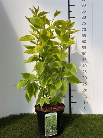 Cornus alba 'Gouchaultii' 60-80 cm cont. 3,0L - afbeelding 2