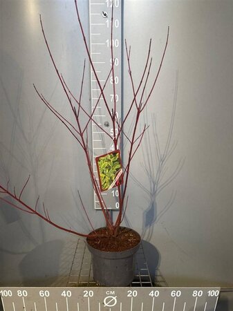 Cornus alba 'Gouchaultii' 80-100 cm cont. 7,5L - afbeelding 2