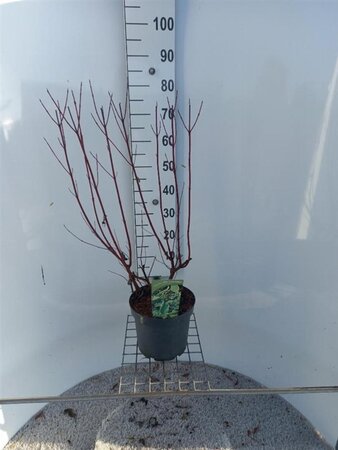 Cornus alba 'Gouchaultii' 80-100 cm cont. 7,5L - afbeelding 2