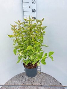 Cornus alba 'Gouchaultii' 80-100 cm cont. 7,5L - afbeelding 2