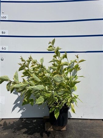 Cornus alba 'Gouchaultii' 80-100 cm cont. 7,5L - afbeelding 1
