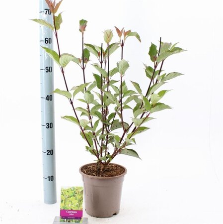 Cornus alba 'Kesselringii' 40-60 cm cont. 2,0L - afbeelding 1