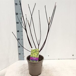 Cornus alba 'Kesselringii' 40-60 cm cont. 2,0L - afbeelding 5