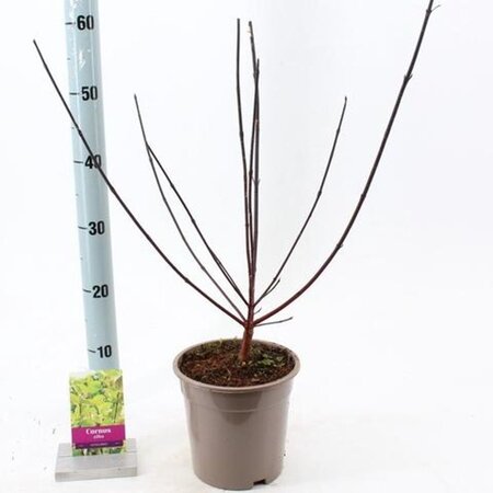 Cornus alba 'Kesselringii' 40-60 cm cont. 2,0L - afbeelding 2