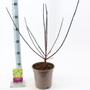 Cornus alba 'Kesselringii' 40-60 cm cont. 2,0L - afbeelding 2
